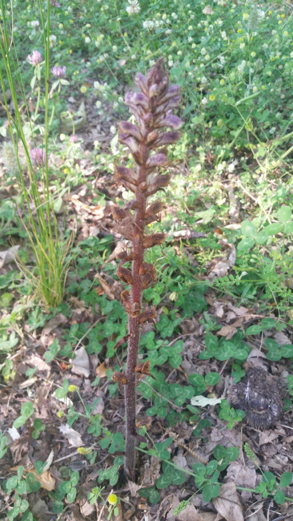 Orobanche minor